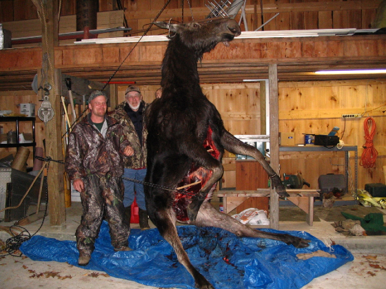 mooseoct2006.jpg